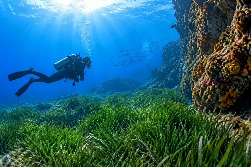Buceador sobre una pradera de posidonia junto a una pared de roca en agua azul y clara